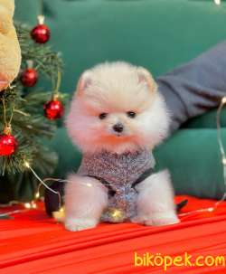 Ayı Surat Boo Pomeranian Yavrular 3
