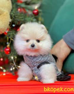 Ayı Surat Boo Pomeranian Yavrular 2