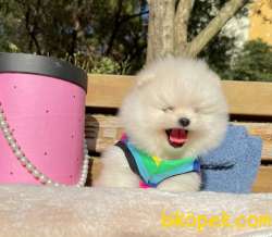 Ayı Surat Boo Pomeranian Yavrular 3