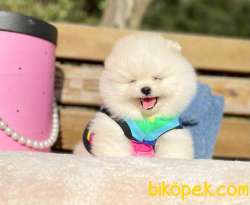 Ayı Surat Boo Pomeranian Yavrular 1