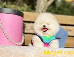 Ayı Surat Boo Pomeranian Yavrular 2