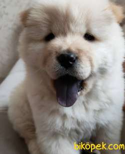 AYİ SURAT CHOW CHOW ERKEK 3