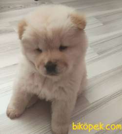 AYİ SURAT CHOW CHOW ERKEK 2