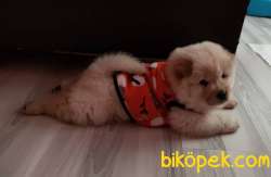 AYİ SURAT CHOW CHOW ERKEK 4