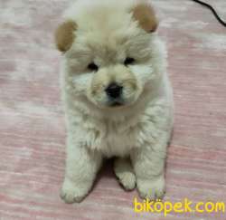 AYİ SURAT CHOW CHOW ERKEK 1