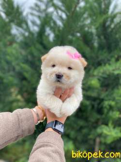 Ayi Surat Chow Chow Yavrularımız 3