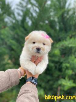 Ayi Surat Chow Chow Yavrularımız 1