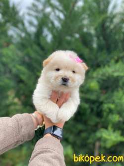 Ayi Surat Chow Chow Yavrularımız 2