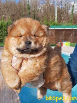AYI SURAT CHOW CHOW YAVRULARIMIZ 4