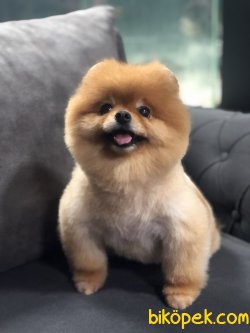 AYI SURAT DISI POMERANIAN BOO 1