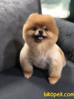 AYI SURAT DISI POMERANIAN BOO 3