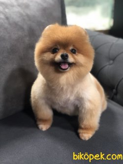 AYI SURAT DISI POMERANIAN BOO 2