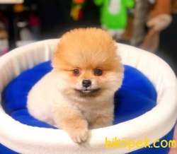 Ayı Surat Dişi Pomeranian BOO Yavrumuz  5