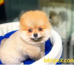 Ayı Surat Dişi Pomeranian BOO Yavrumuz  2