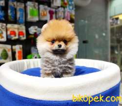 Ayı Surat Dişi Pomeranian BOO Yavrumuz  4