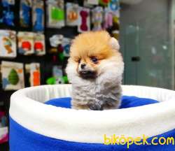 Ayı Surat Dişi Pomeranian BOO Yavrumuz  1