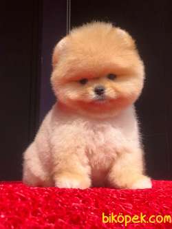 Ayı Surat Dişi Pomeranian BOO Yavrumuz  2
