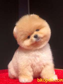 Ayı Surat Dişi Pomeranian BOO Yavrumuz  5