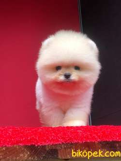 Ayı Surat Dişi Pomeranian BOO Yavrumuz  3