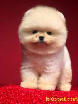 Ayı Surat Dişi Pomeranian BOO Yavrumuz  1