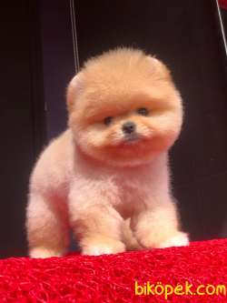 Ayı Surat Dişi Pomeranian BOO Yavrumuz  4