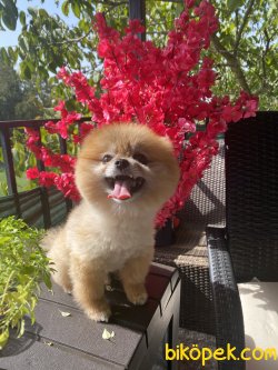 Ayı Surat Eğitimli Teddy Bear Pomeranian Boo 3