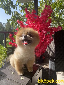 Ayı Surat Eğitimli Teddy Bear Pomeranian Boo 2