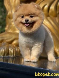Ayı Surat Eğitimli Yetişkin Köpeğimi 3