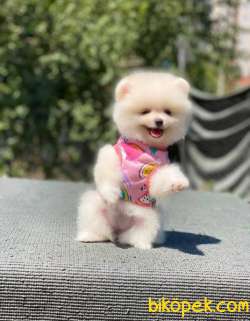 Ayı Surat İstanbul Içi Pomeranian Boo Bebeklerimiz 1