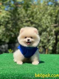 Ayı Surat İstanbul Içi Pomeranian Boo Bebeklerimiz 4