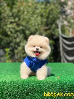 Ayı Surat İstanbul Içi Pomeranian Boo Bebeklerimiz 2