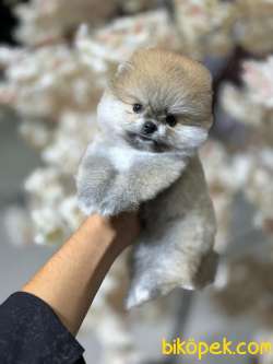 Ayı Surat İstanbul Içi Pomeranian Boo Bebeklerimiz 3