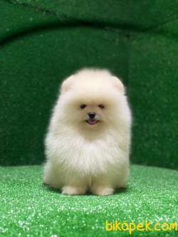 Ayı Surat Kore Kanı Pomeranian Boo Yavrular 5