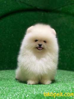 Ayı Surat Kore Kanı Pomeranian Boo Yavrular 4