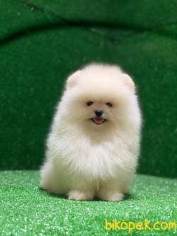 Ayı Surat Kore Kanı Pomeranian Boo Yavrular 5