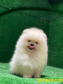 Ayı Surat Kore Kanı Pomeranian Boo Yavrular 1