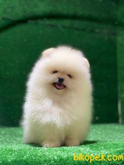 Ayı Surat Kore Kanı Pomeranian Boo Yavrular 3