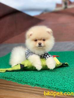 AYI SURAT KREM POMERANİAN BOO  KIZIMIZ 1