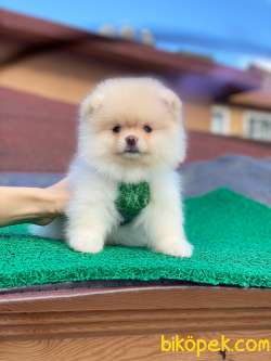 AYI SURAT KREM POMERANİAN BOO  KIZIMIZ 2