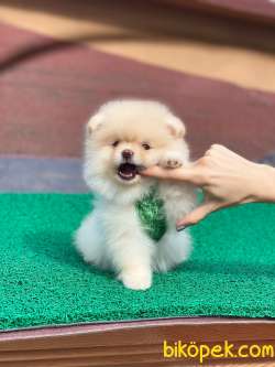 AYI SURAT KREM POMERANİAN BOO  KIZIMIZ 3