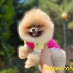 Ayı Surat Mini Boy POMERANİAN BOO Yavrular 4