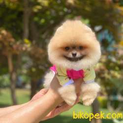 Ayı Surat Mini Boy POMERANİAN BOO Yavrular 5