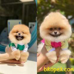 Ayı Surat Mini Boy POMERANİAN BOO Yavrular 1