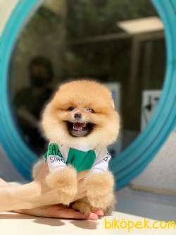 Ayı Surat Mini Boy POMERANİAN BOO Yavrular 2