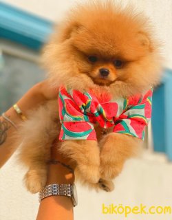 AYI SURAT  MİNİ POMERANİAN BOO TEDDY BEAR 2