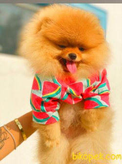 AYI SURAT  MİNİ POMERANİAN BOO TEDDY BEAR 1