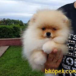 AYI SURAT  MİNİ POMERANİAN BOO TEDDY BEAR 1
