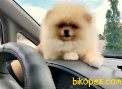 AYI SURAT  MİNİ POMERANİAN BOO TEDDY BEAR 2