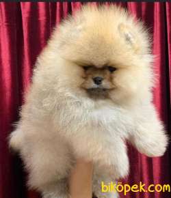 AYI SURAT  MİNİ POMERANİAN BOO TEDDY BEAR 3