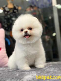 Ayı Surat Orijinal Pomeranian Boo Için Iletişime Geçiniz 3